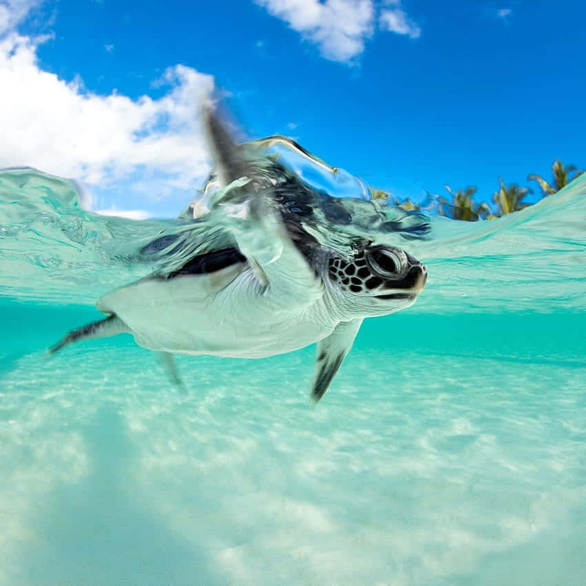 En baby skildpadde svømmer i havet Wallpaper