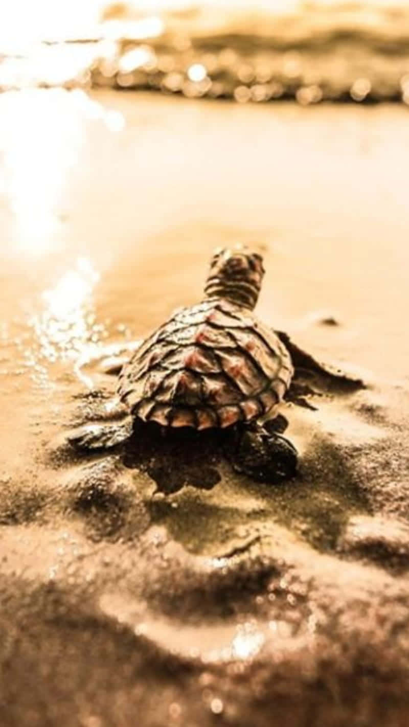 Beskrivelse- Et nærbillede af en baby skildpadde, der vader rundt i vandet. Skjoldet er lyse nuancer af grøn, gul og orange. Skildpadden er eventyrlysten og udforsker verden. Wallpaper