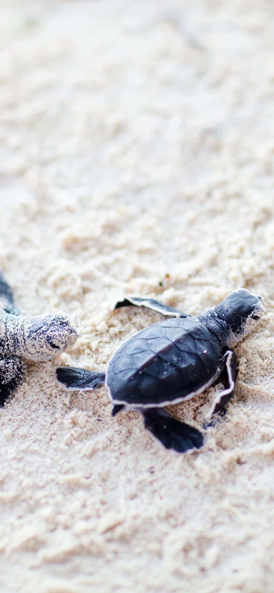 Baby Turtles Journeyto Sea.jpg Wallpaper