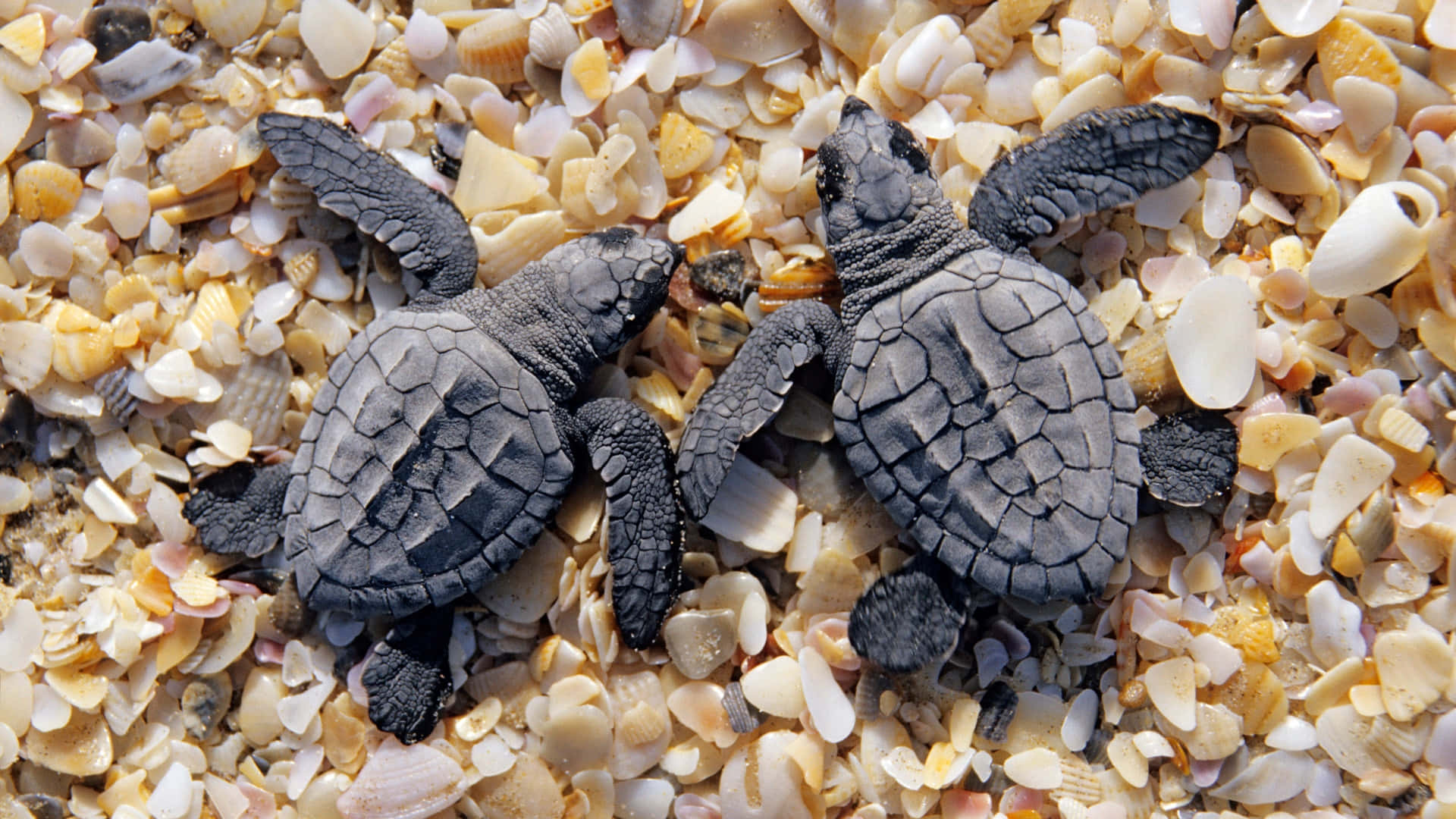 Baby Turtleson Beach Shells.jpg Wallpaper