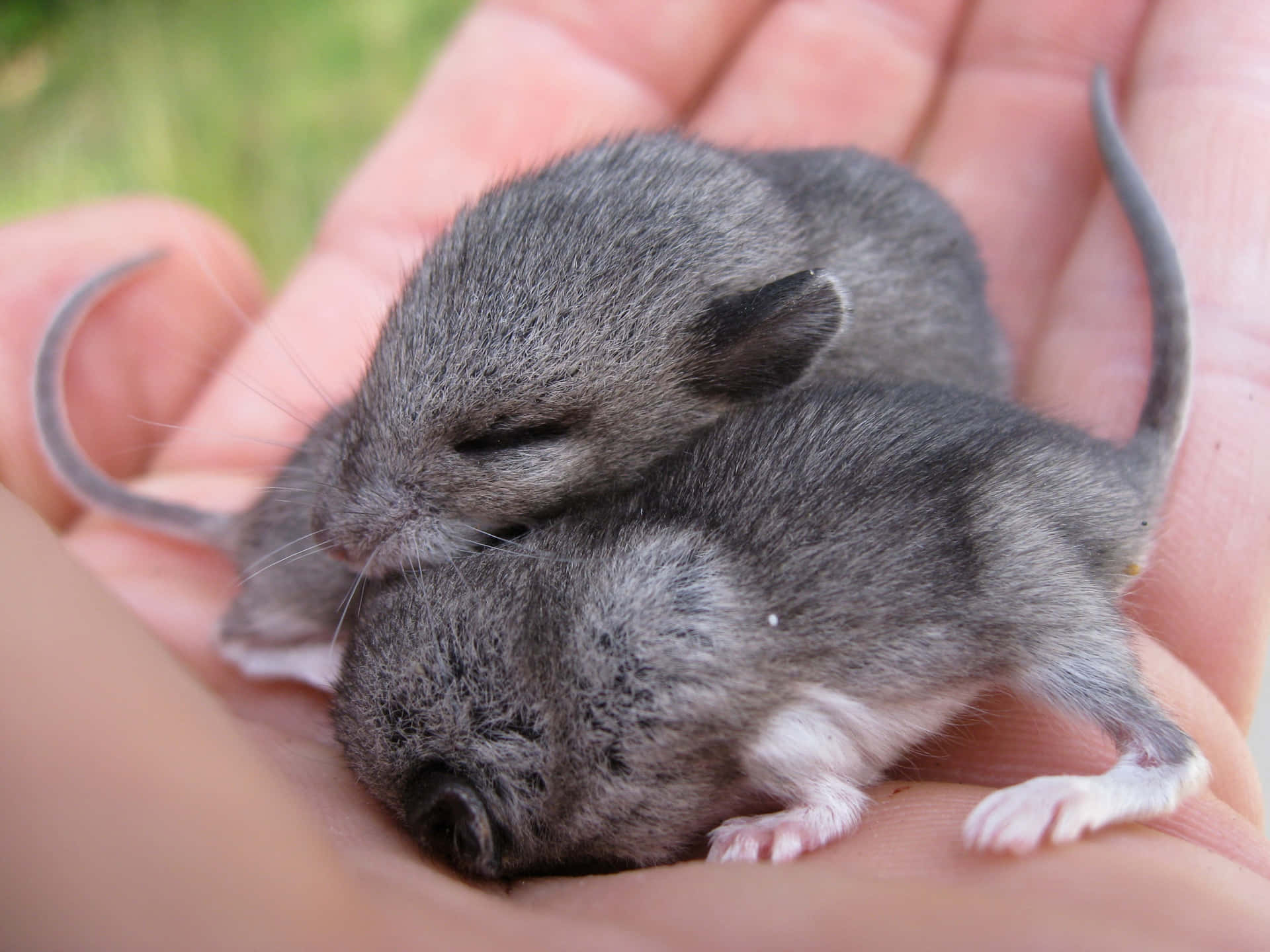 Baby Vole Rustend In Hand Achtergrond