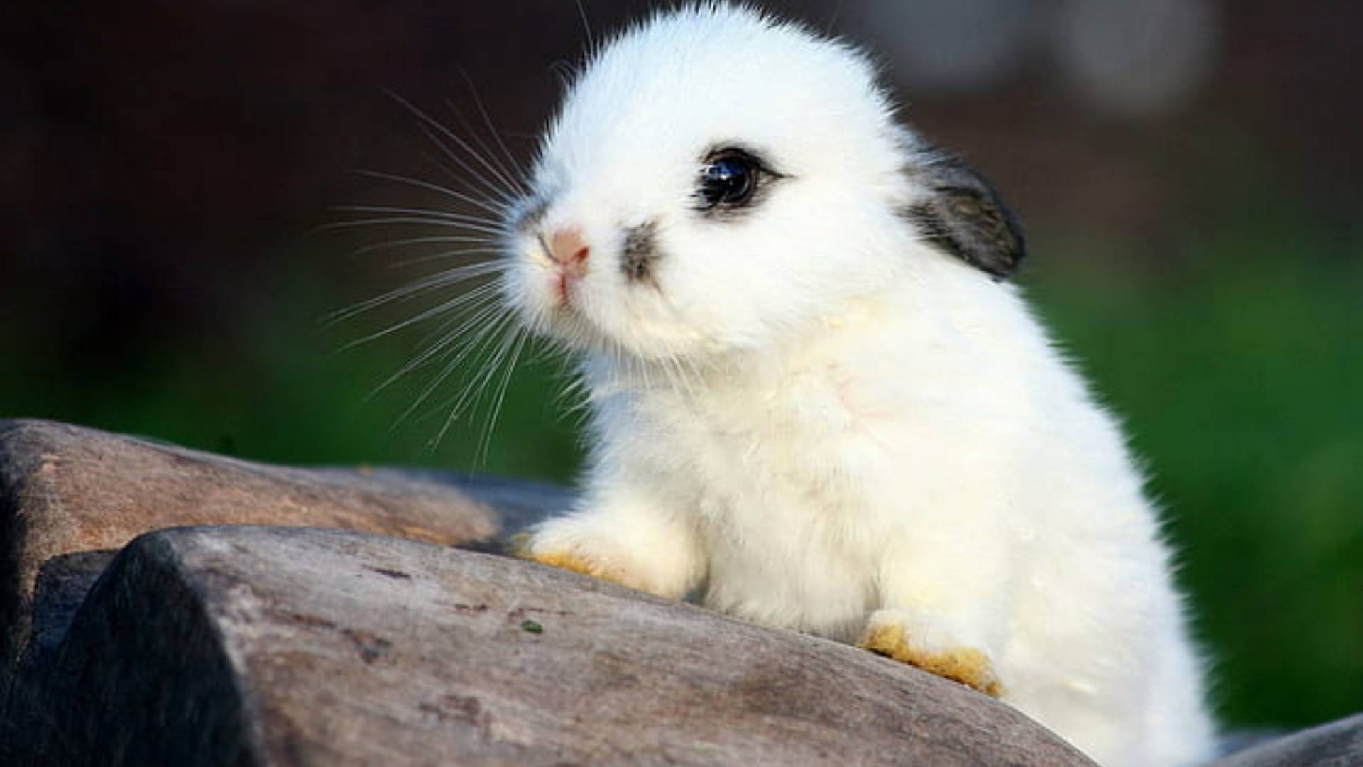 baby white hare