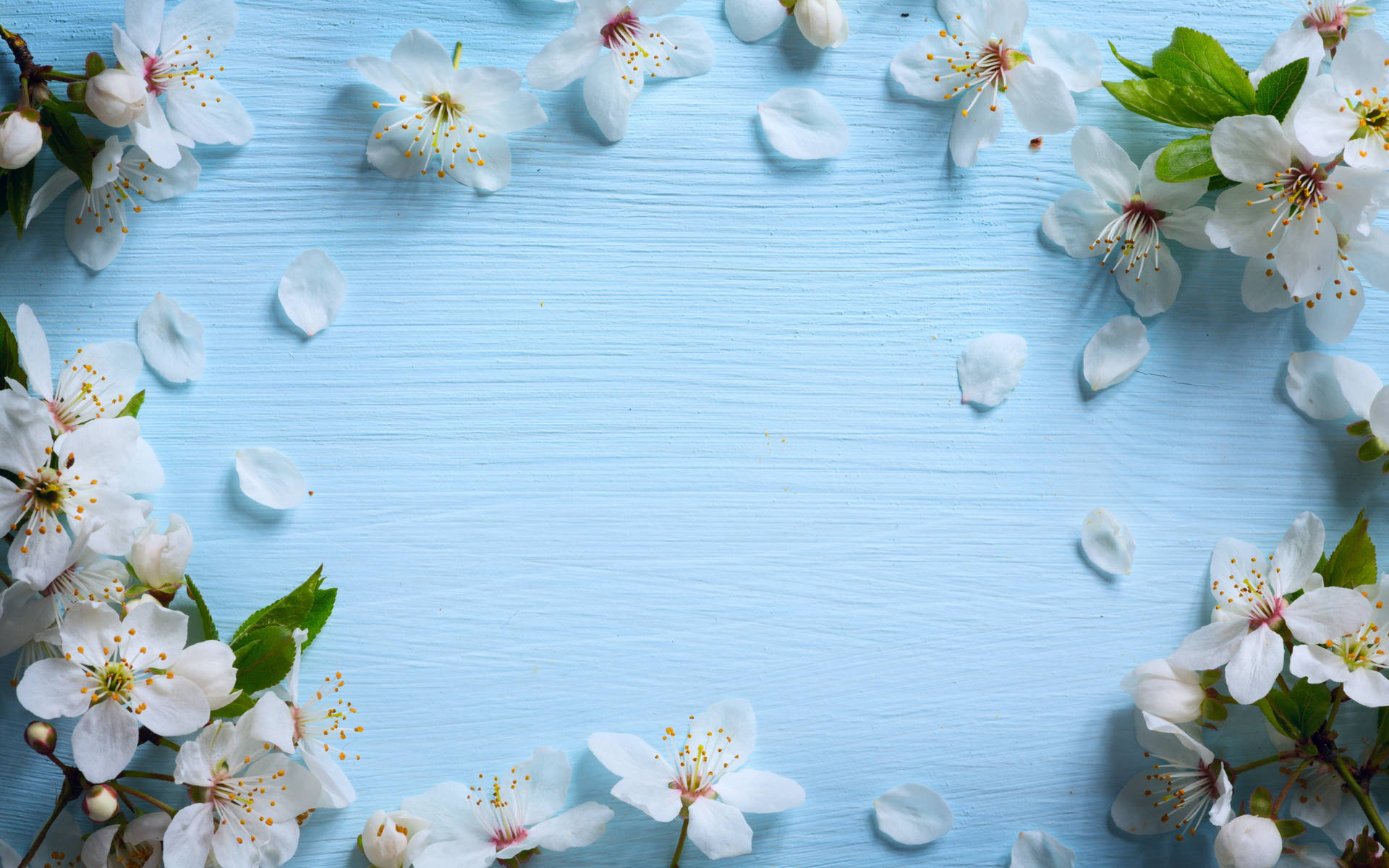 Backdrop With White Cherry Blossom Flowers Wallpaper
