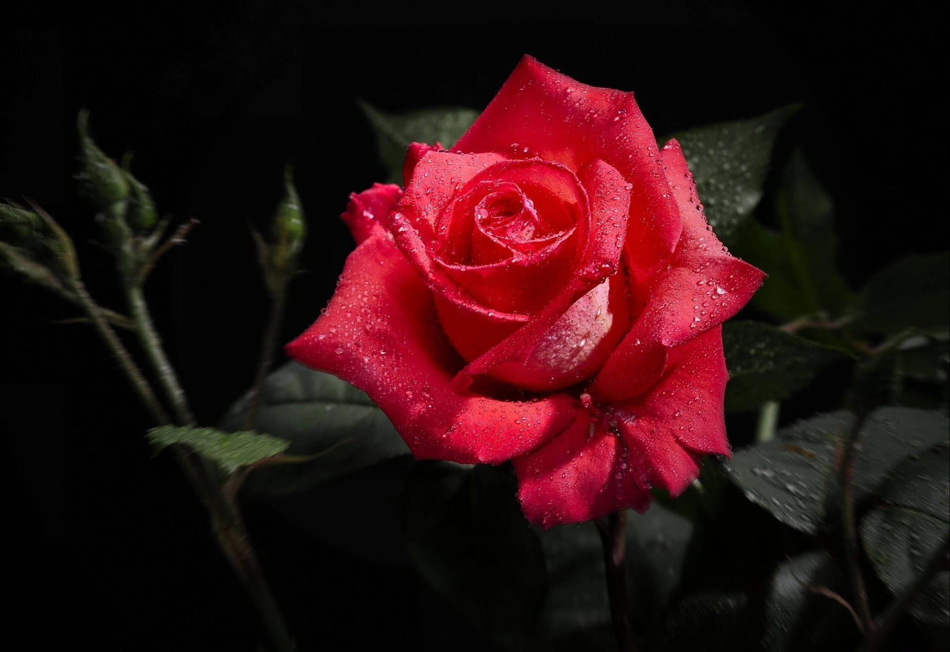 Download Background Black With A Red Rose Wallpaper 