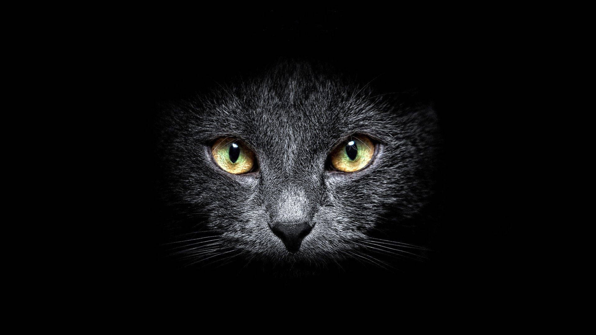 Background Black With Cat Eyes Wallpaper