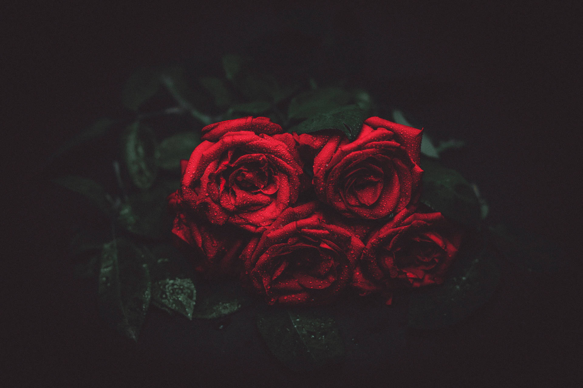 Background Black With Dewy Roses Wallpaper