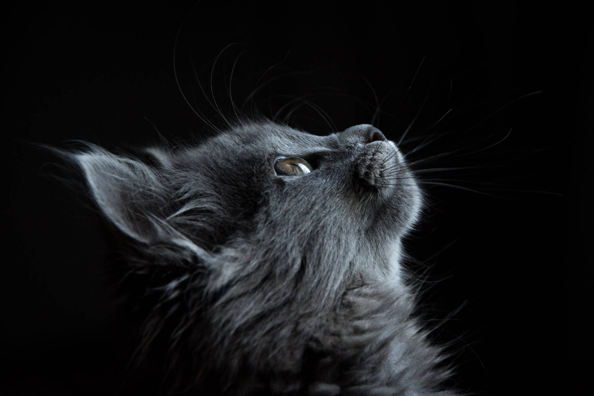 Background Black With Looking Up Cat Wallpaper