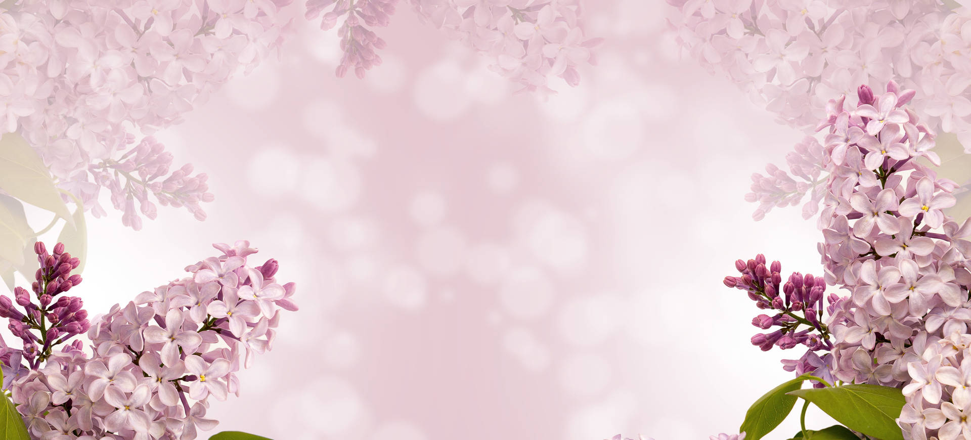 Background Design With Pink Flowers Picture