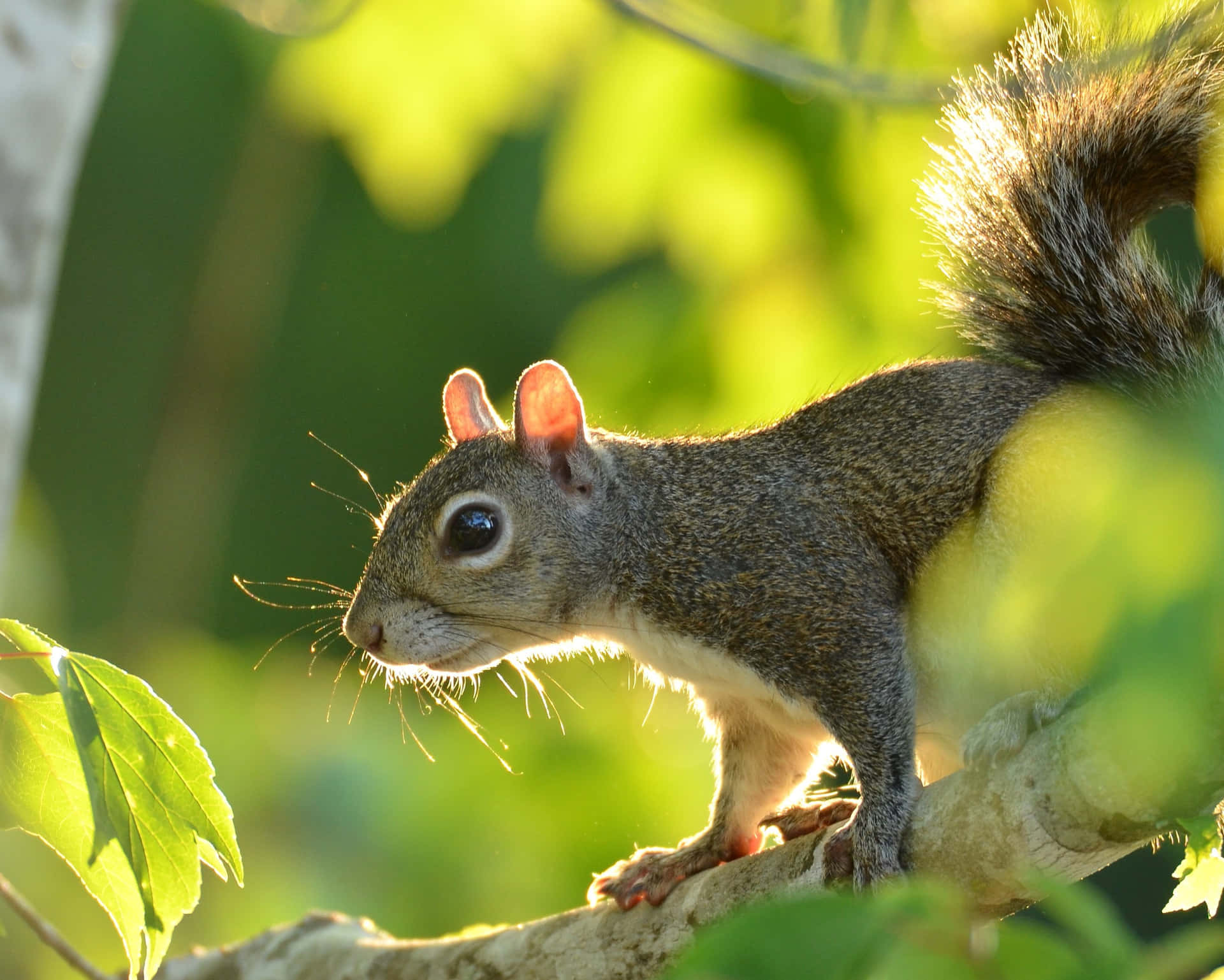 Backlit Grey Squirrelon Branch Wallpaper