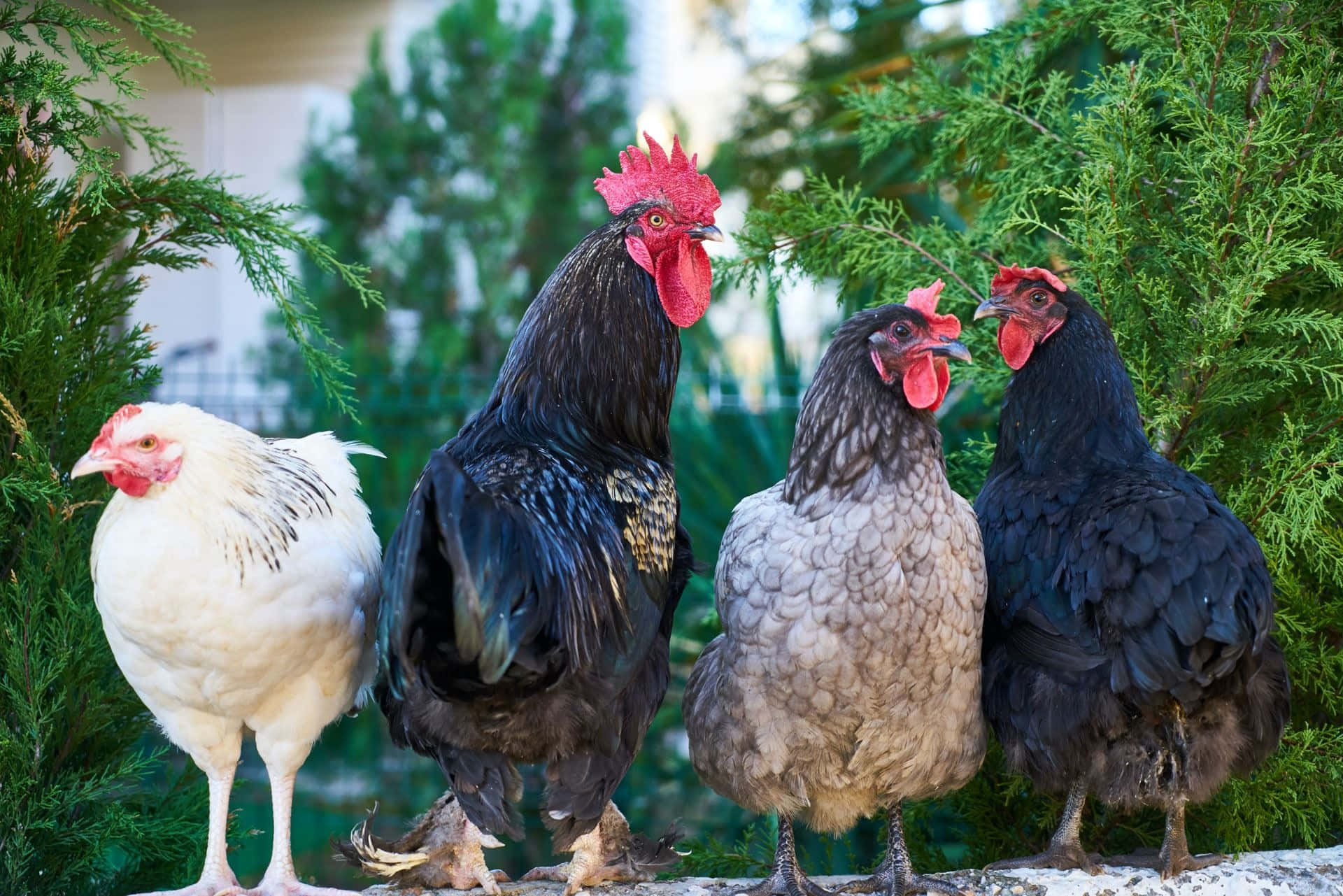 Backyard Chicken Flock.jpg Wallpaper