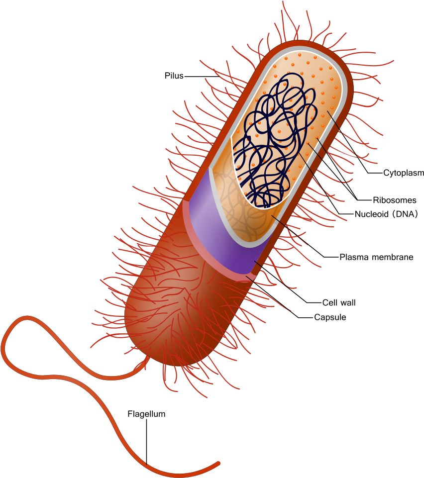 Bacterial Cell Structure Diagram PNG