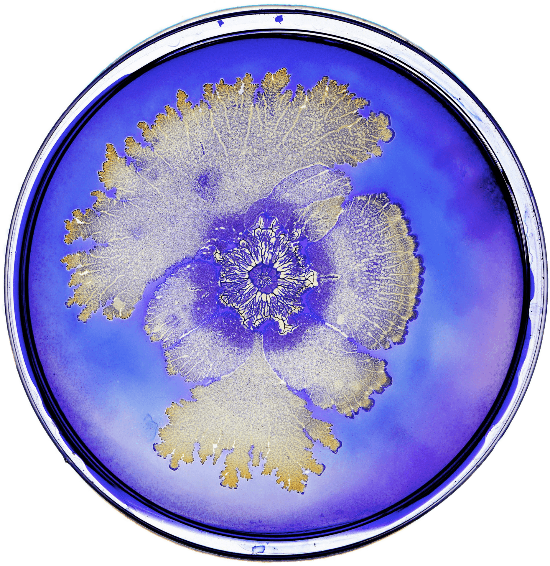 Bacterial Colony Patterns Petri Dish PNG