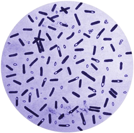 Bacterial Sample Microscopic View PNG