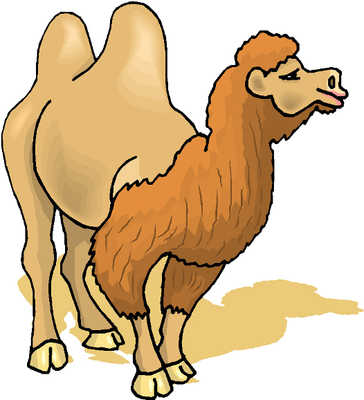 Bactrian Camel Illustration.png PNG