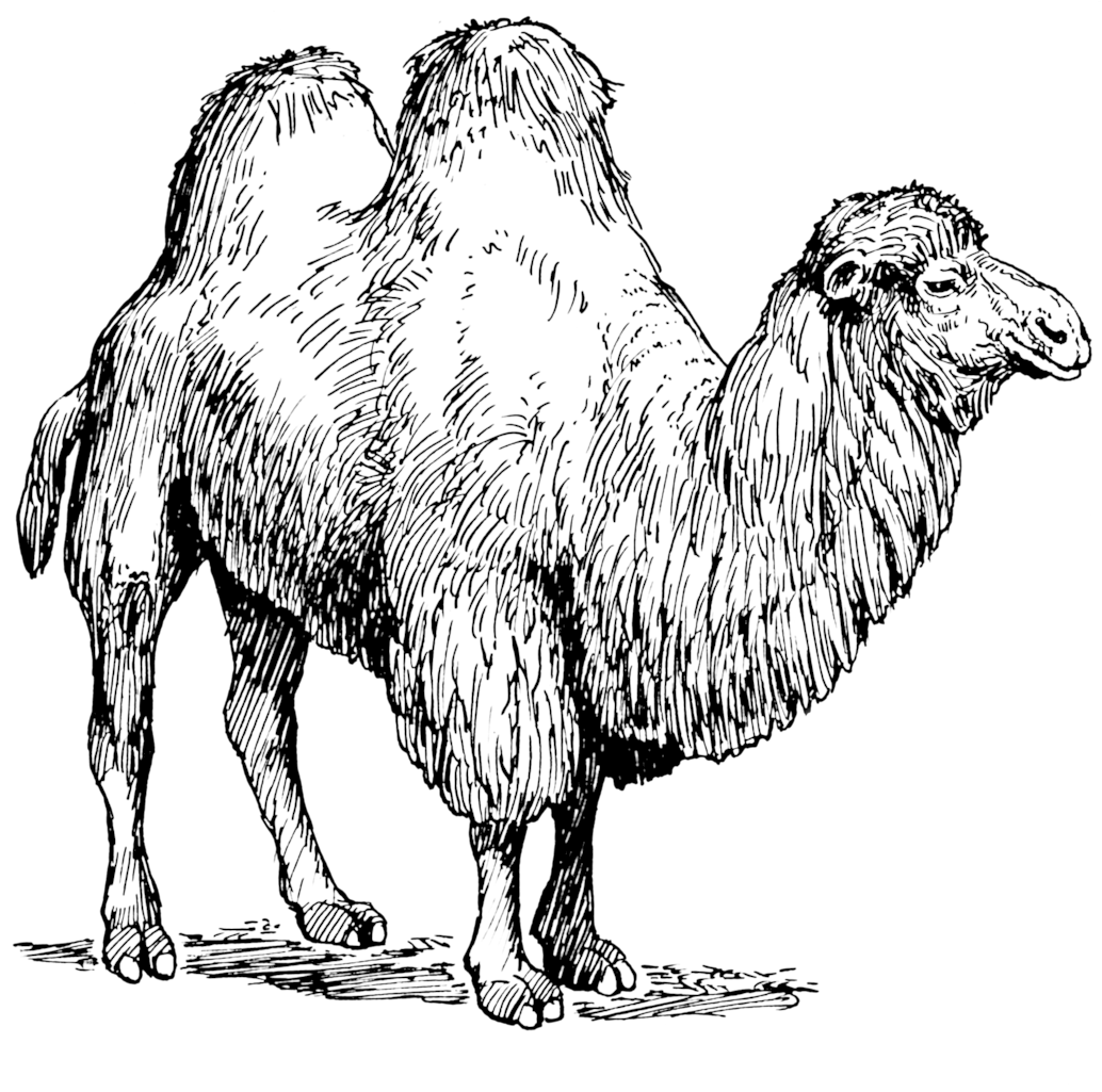 Bactrian Camel Illustration PNG