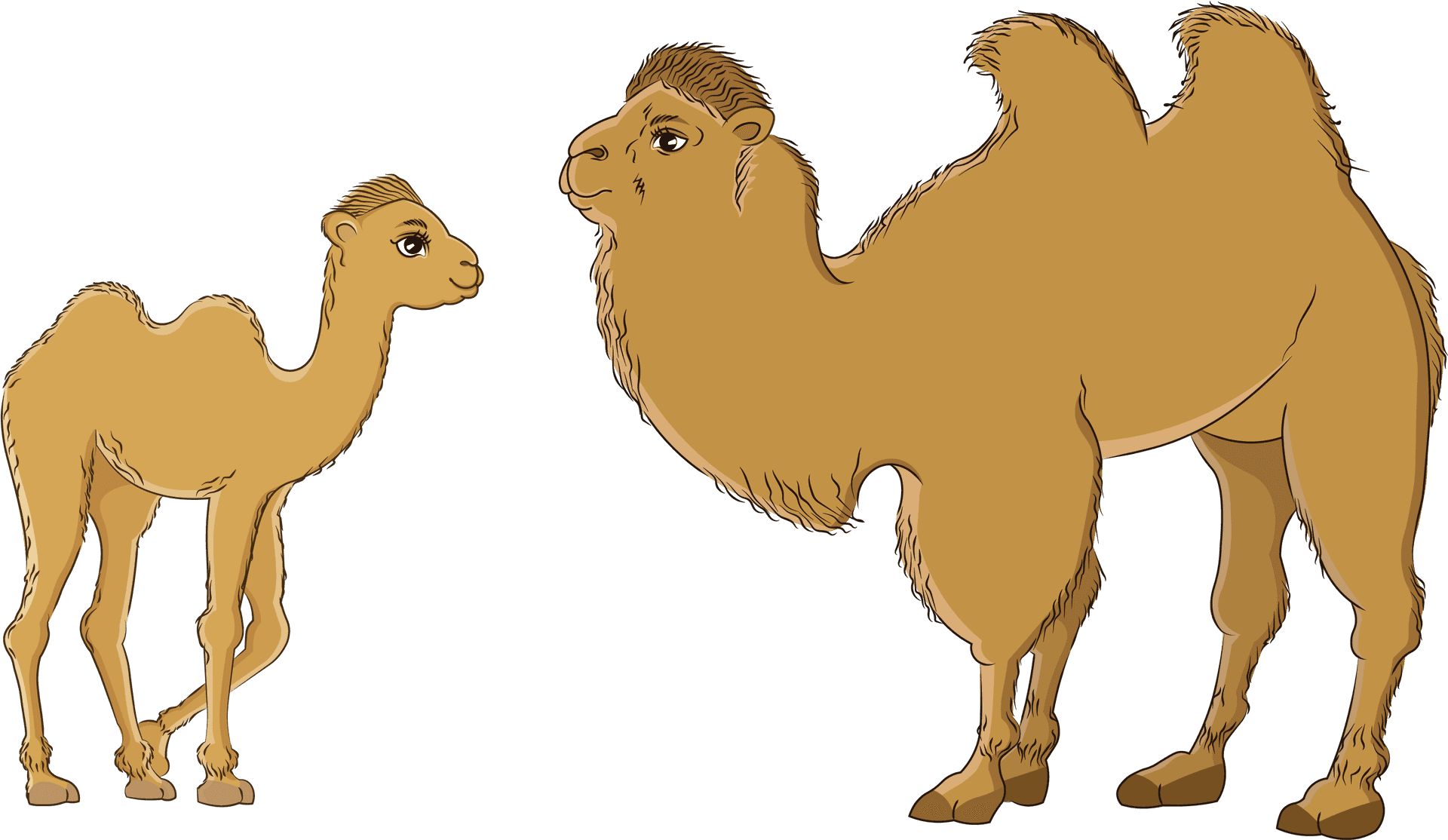 Bactrianand Dromedary Camels Illustration PNG