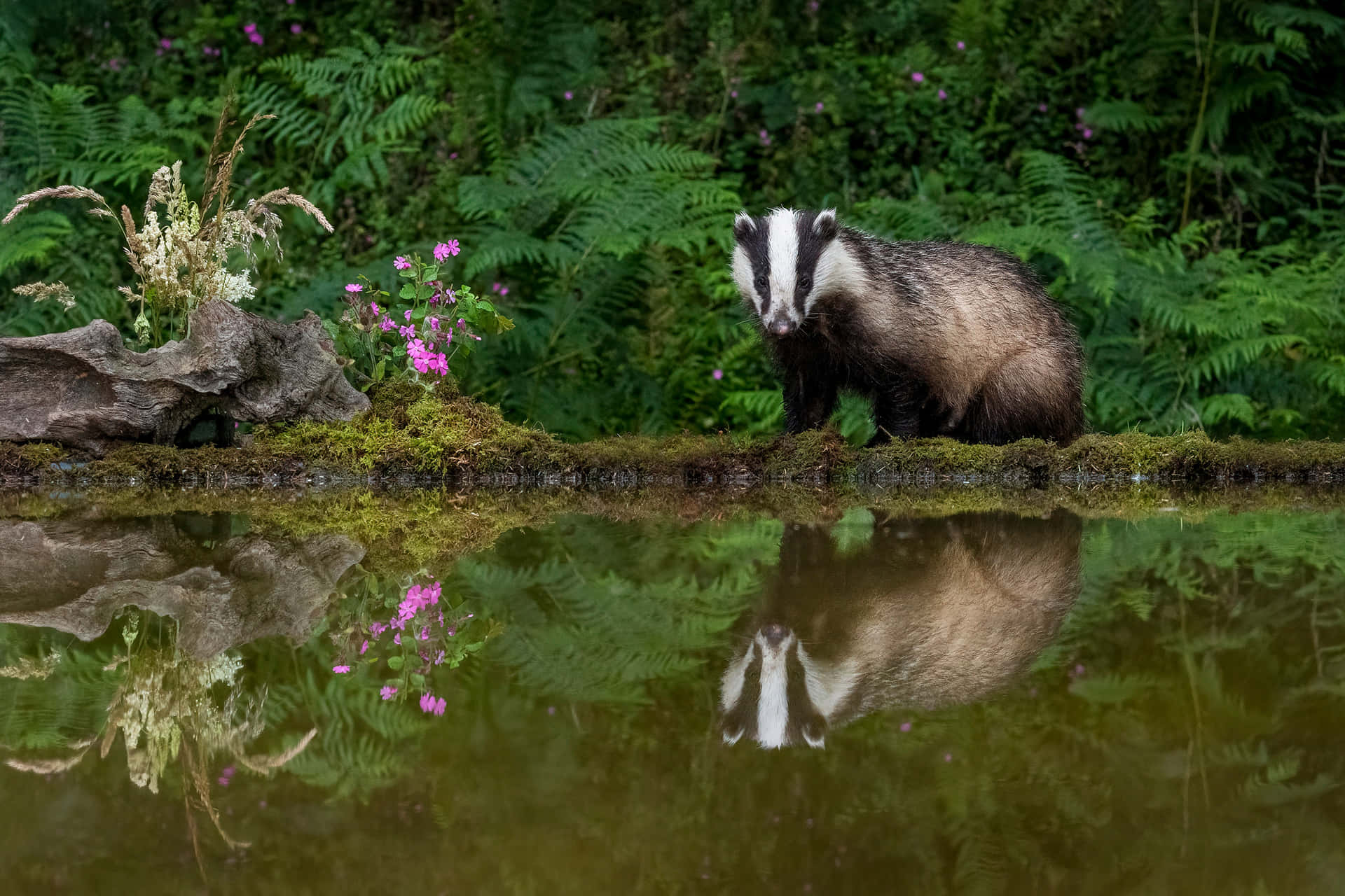 Badger By Water Reflection Wallpaper