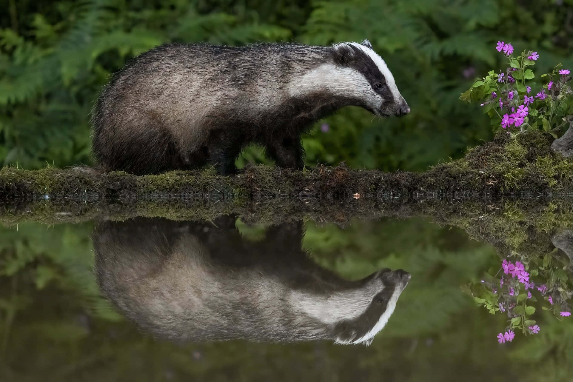 Badger Reflectionin Water.jpg Wallpaper