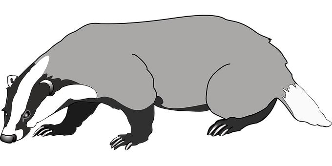 Badger_ Vector_ Graphic PNG