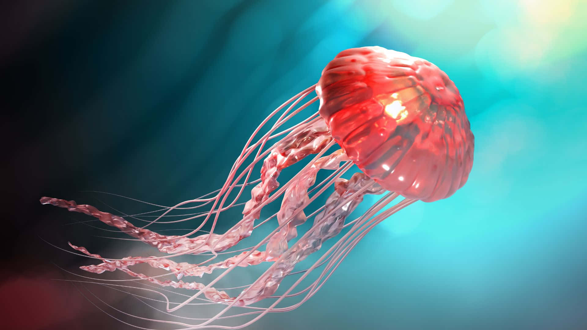 Baggrund af klare jellyfisk med boblende bevægelse