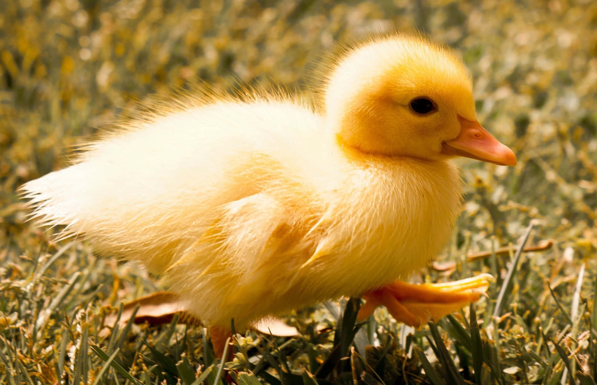 Baggrundenmed Baby Duck