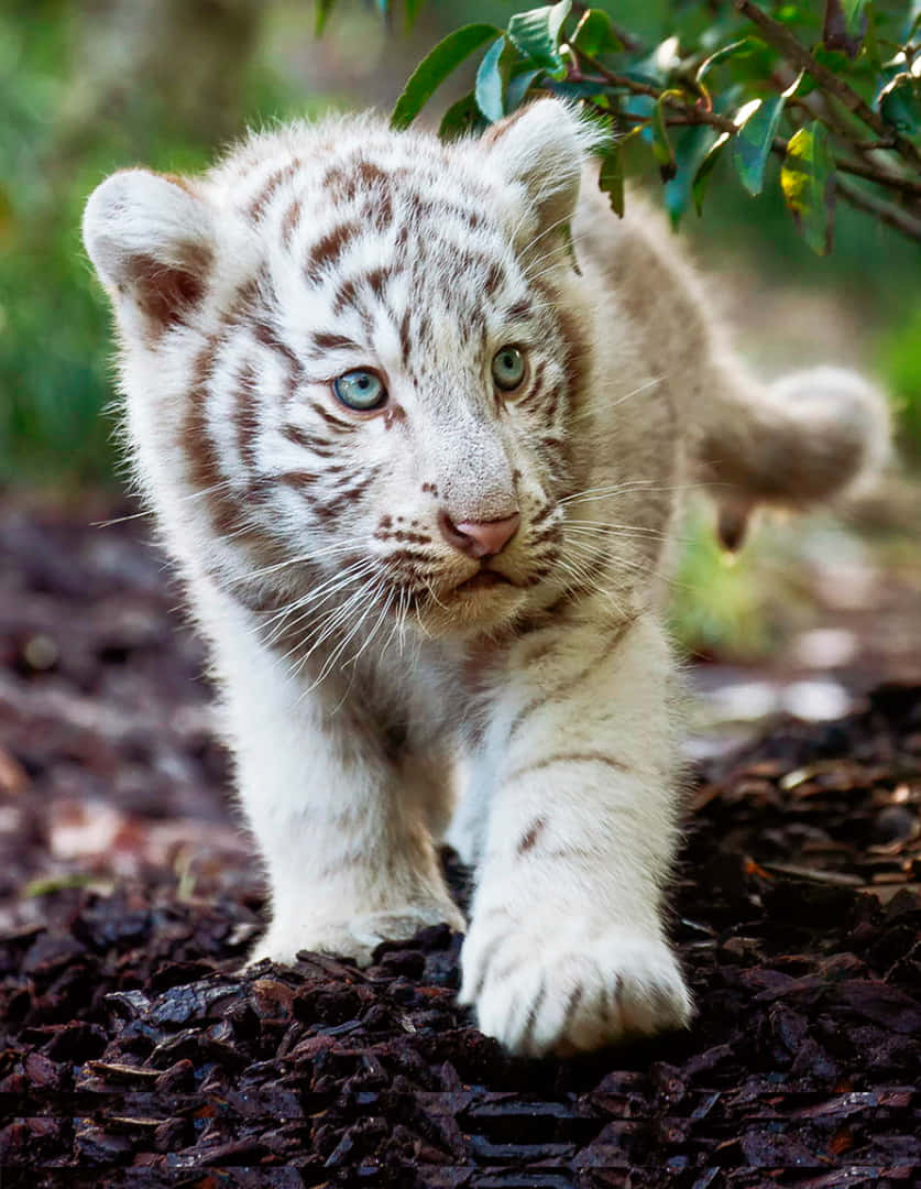 Baggrundmed En Babys Tiger.