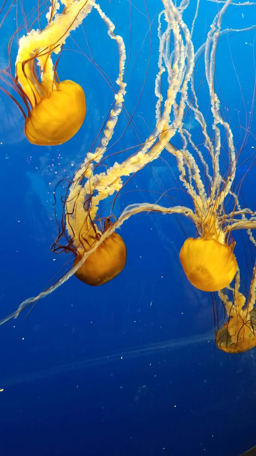 Baggrunds tapet af jellyer giver billede af gule akvamarine hoveder.