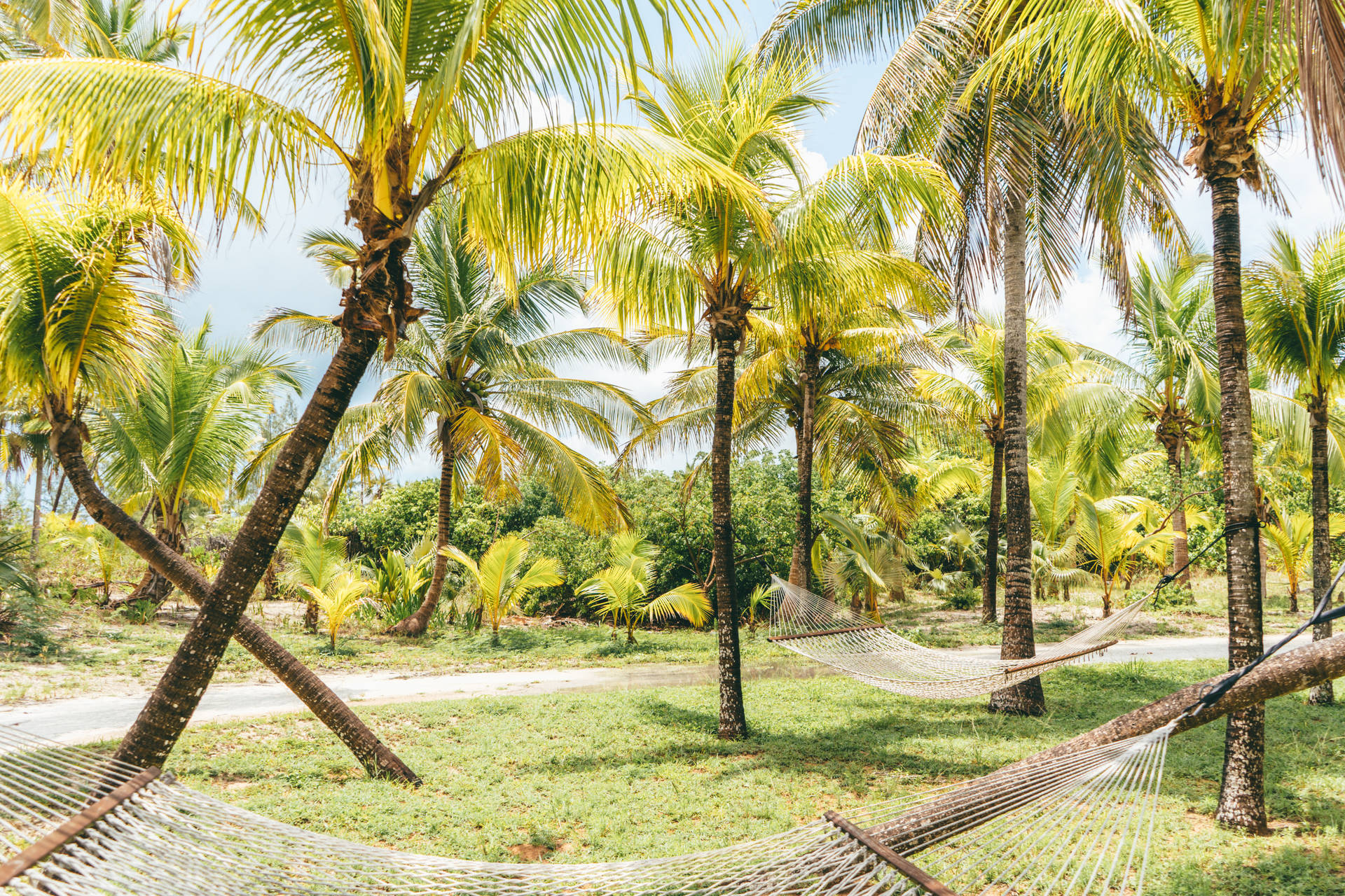Bahamas Høje Kokosnøddetræer Wallpaper