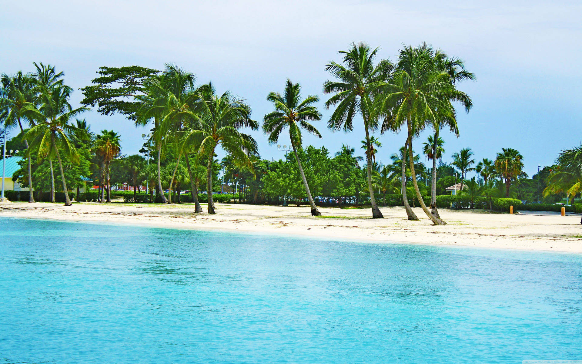 Bahamas Kyst Og Kokosnøddetræer Wallpaper
