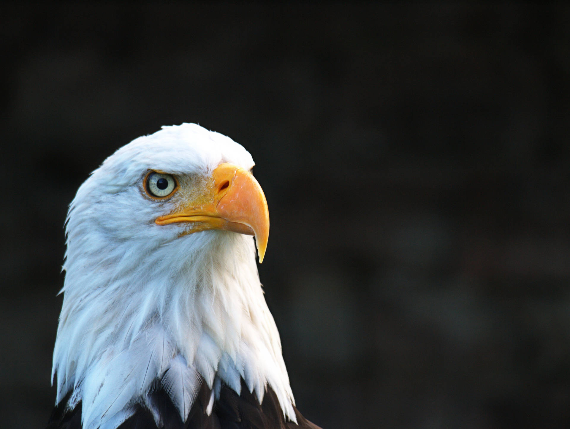 Bald Eagle Animal With White Feathers Wallpaper