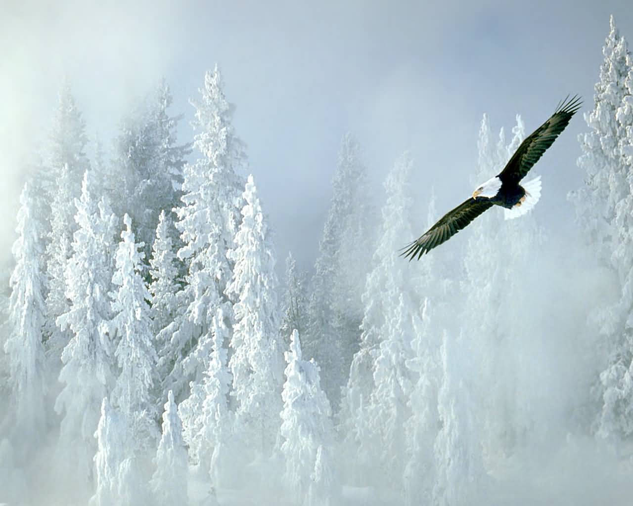 Águilacalva Volando Sobre Un Bosque Nevado Fondo de pantalla
