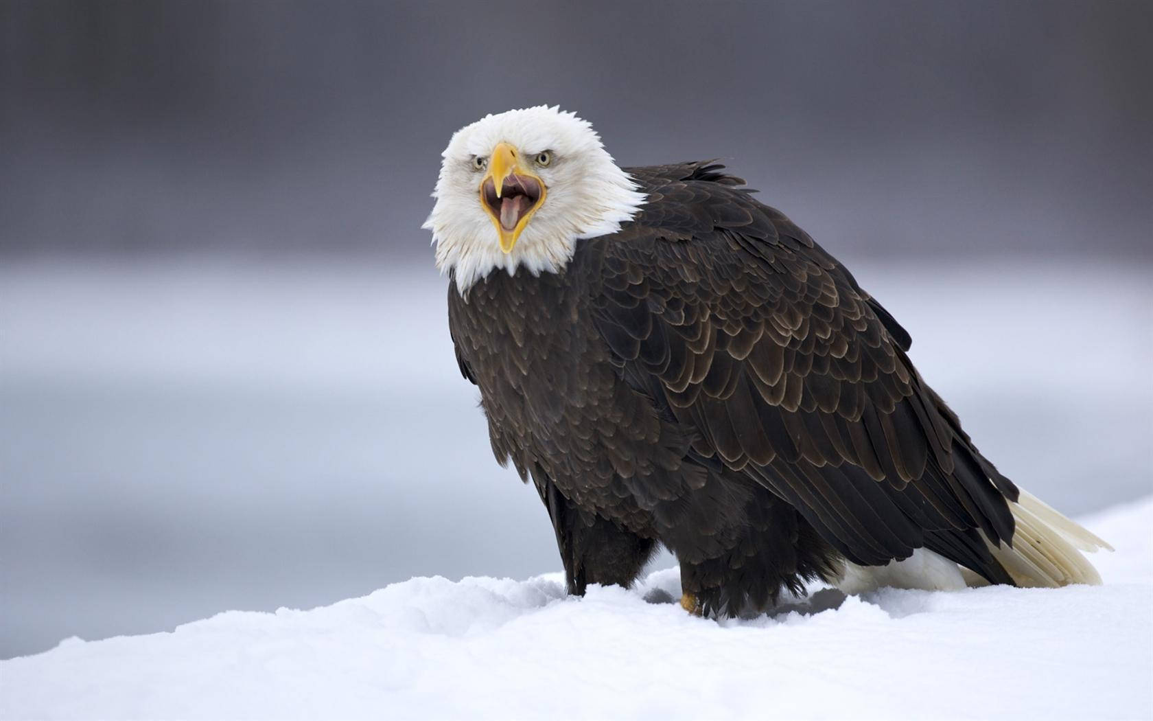 Bald Eagle Bird In Snow Wallpaper