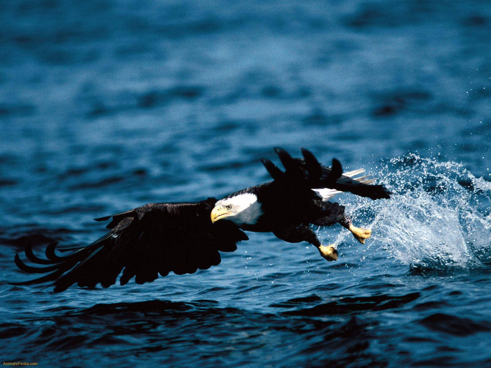 Bald Eagle Flying Above The Sea Wallpaper