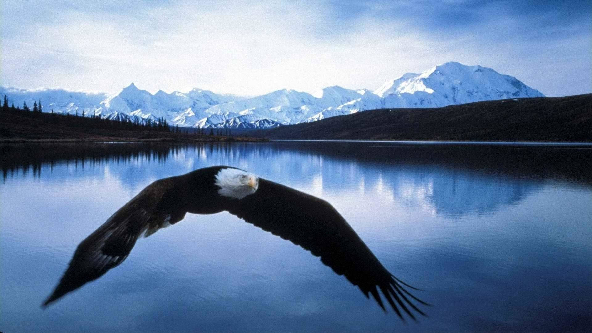 Águilacalva Planeando Sobre El Lago Fondo de pantalla