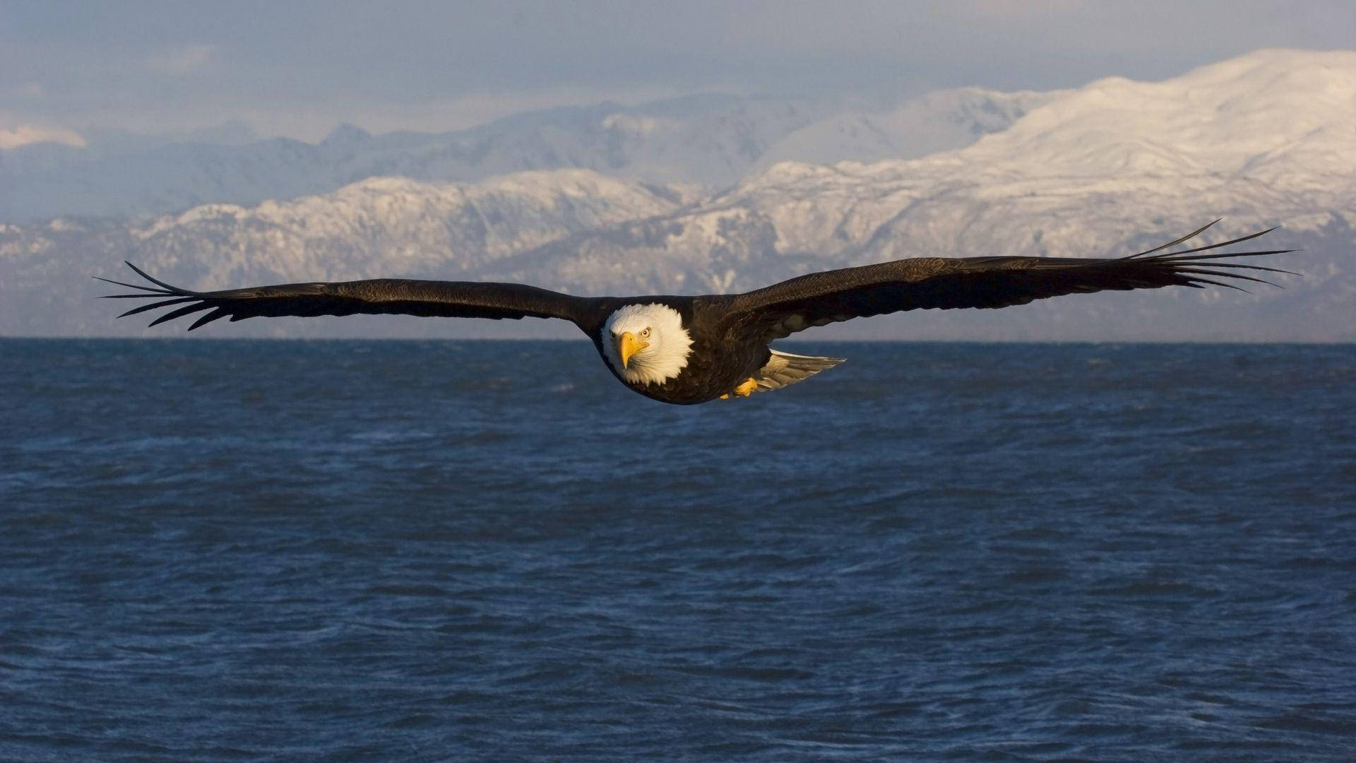 Bald Eagle In Flight Over The Ocean Wallpaper