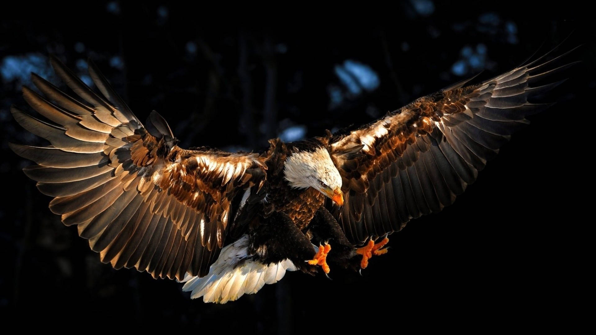 Bald Eagle Landing During Hunt Wallpaper