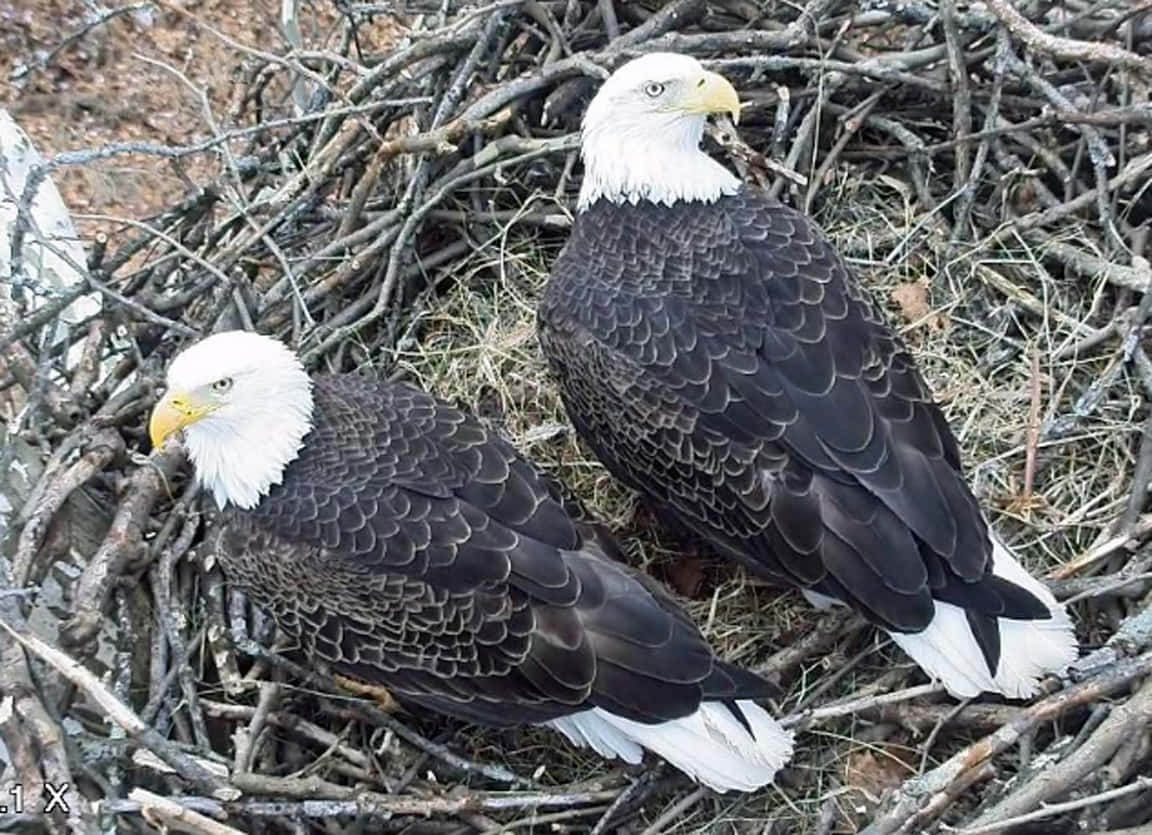 Baby Bald Eagle Pictures