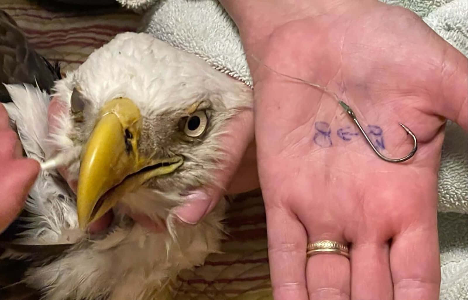 Rescued Bald Eagle Pictures