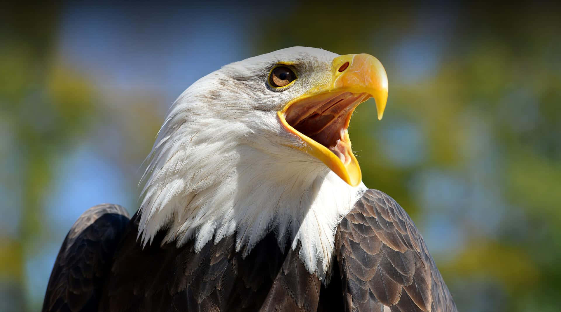 Bald Eagle Screaming Pictures