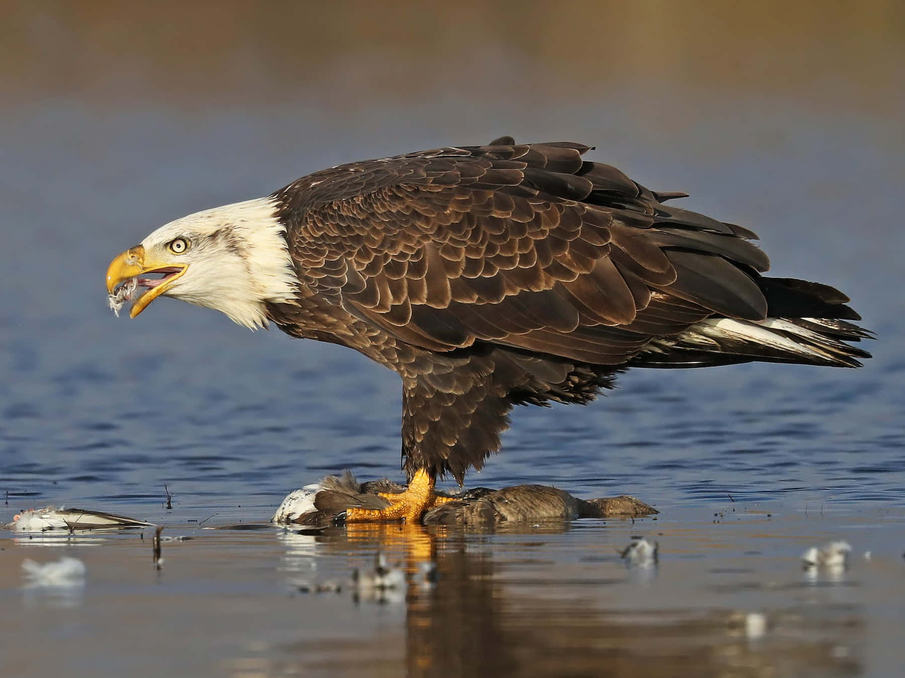Bald Eagle Eating Fish Pictures