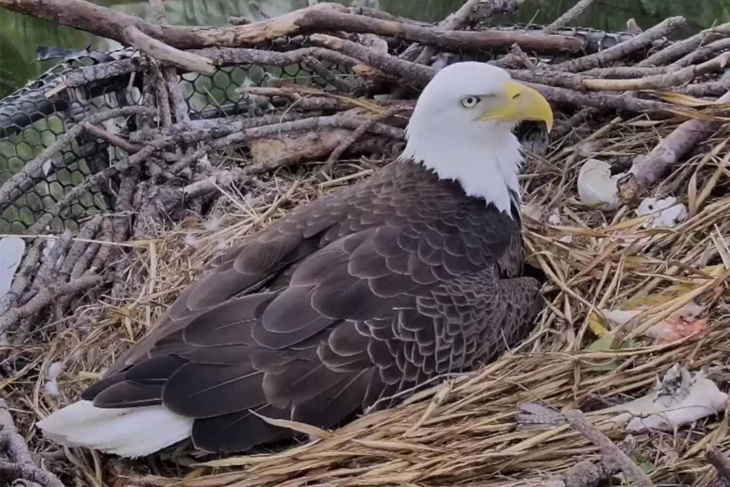 Nesting Bald Eagle Pictures
