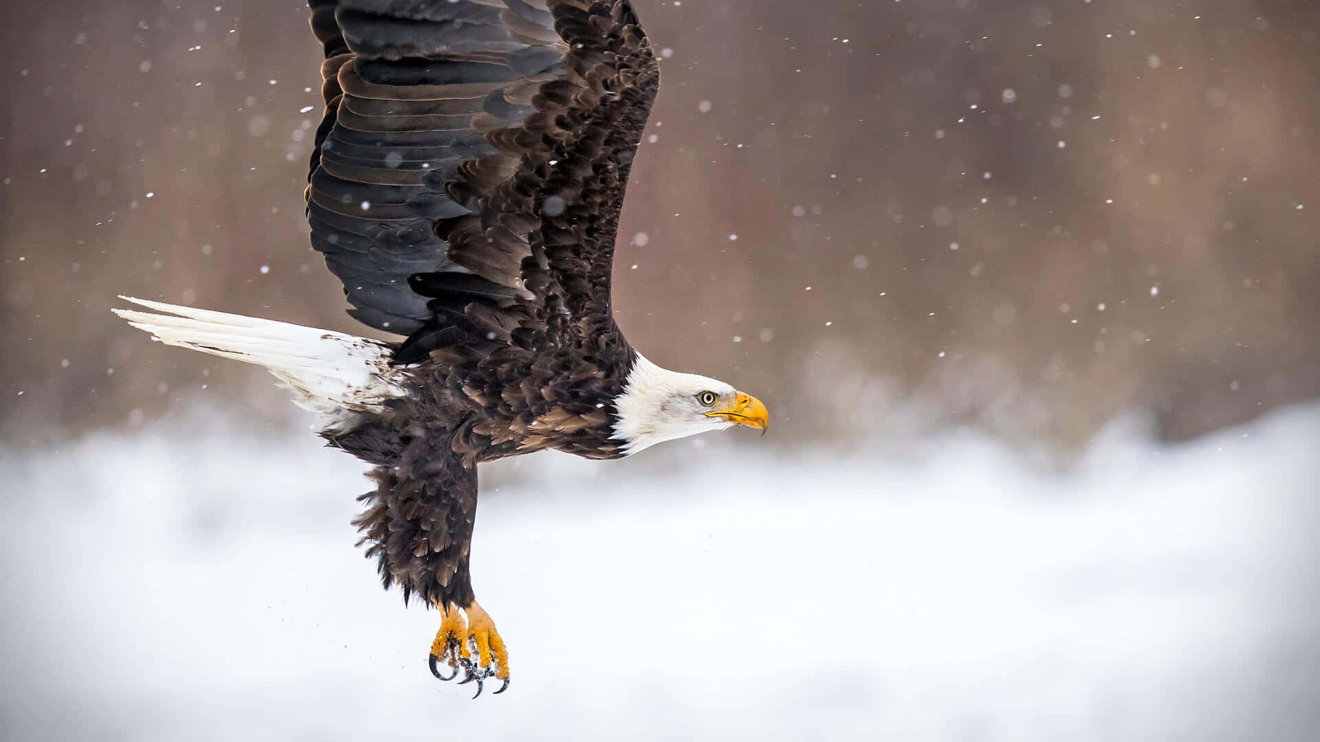 Bald Eagle In Flight Pictures