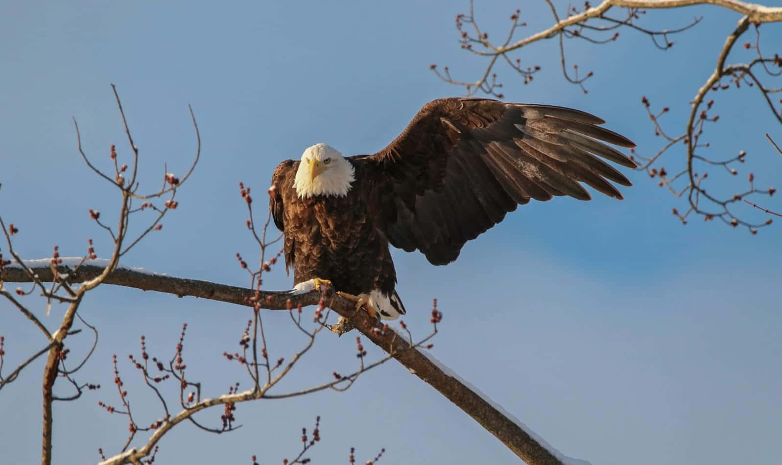One Wing Bald Eagle Pictures