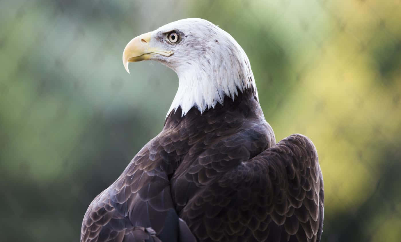 Bald Eagle Side Profile Pictures