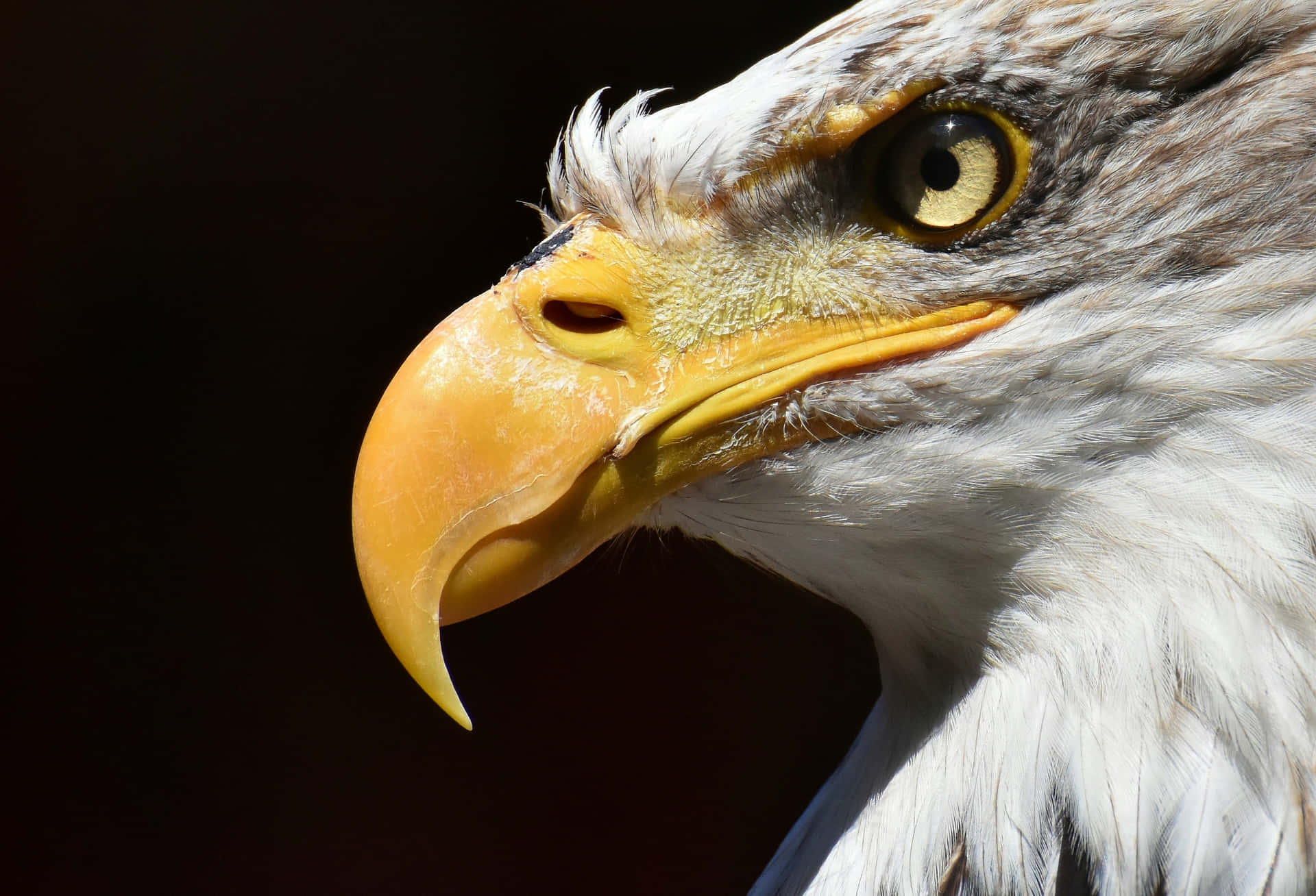 Very Close Look Bald Eagle Pictures