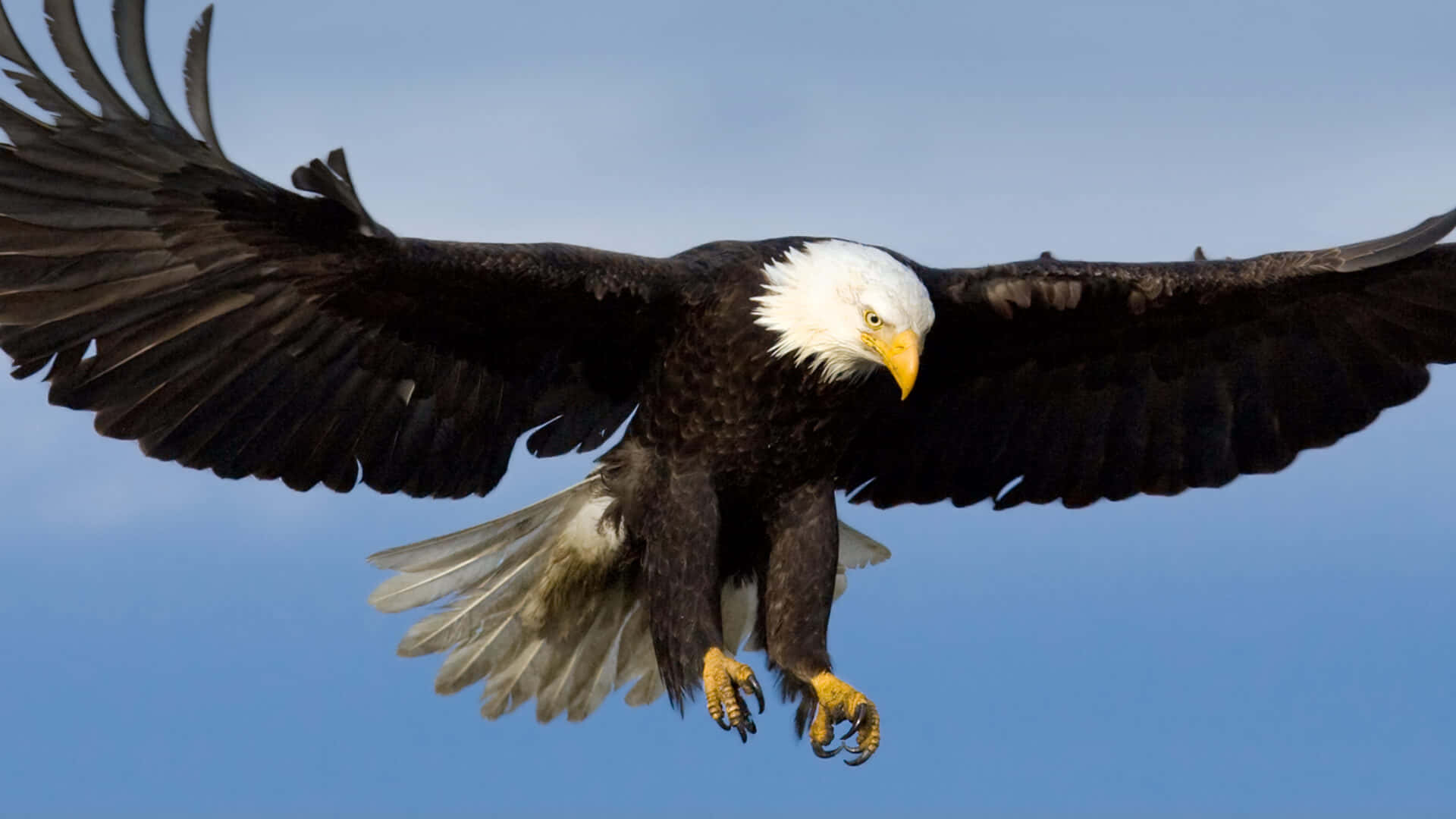 Bald Eagle Hunting Pictures