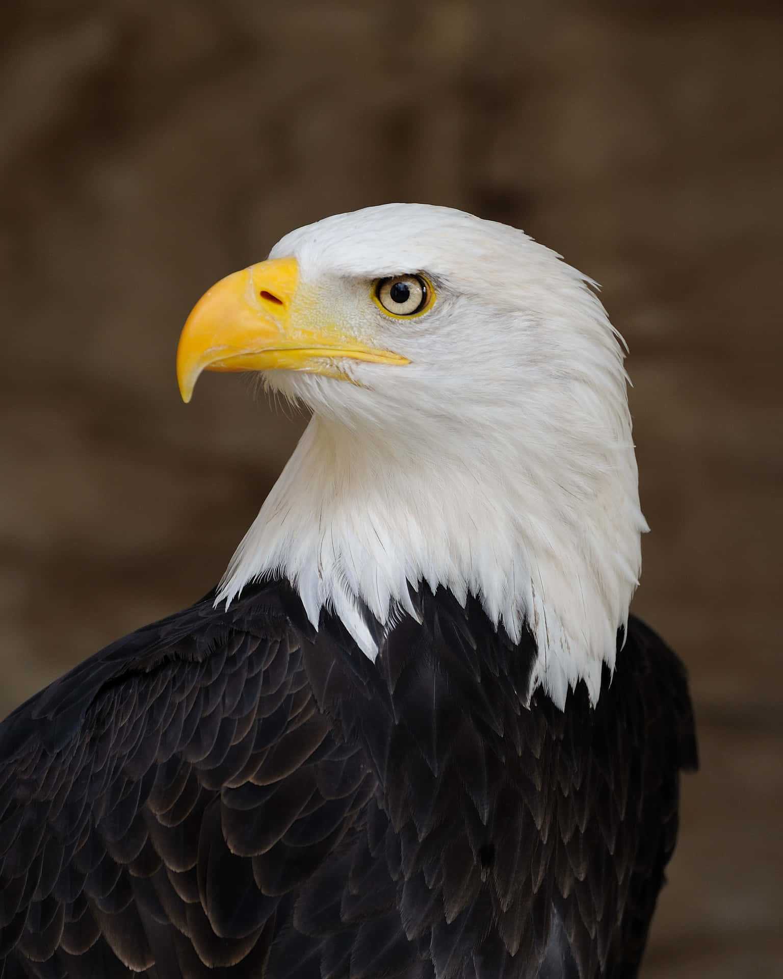 Bald Eagle Head Pictures