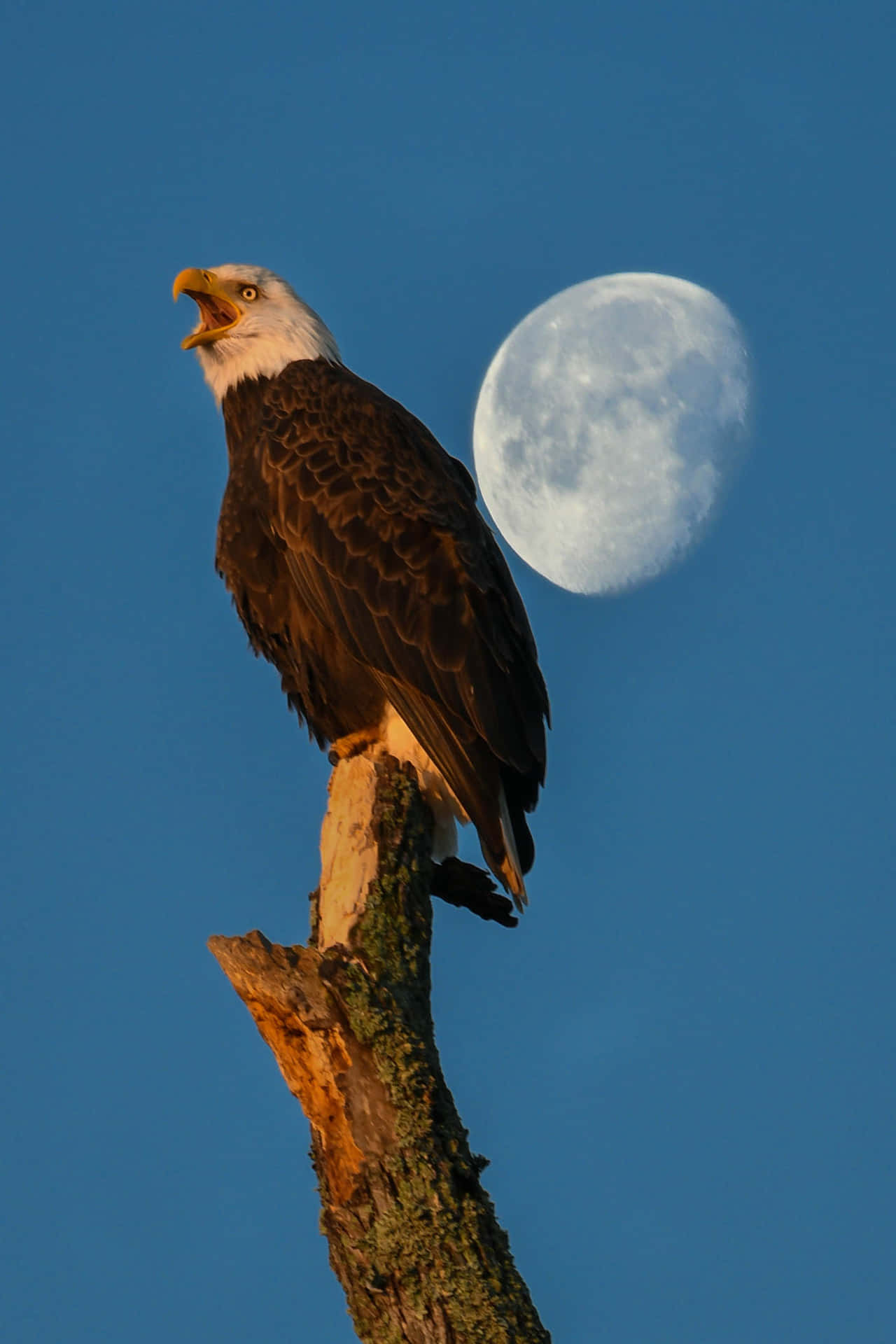 Moon And Bald Eagle Pictures