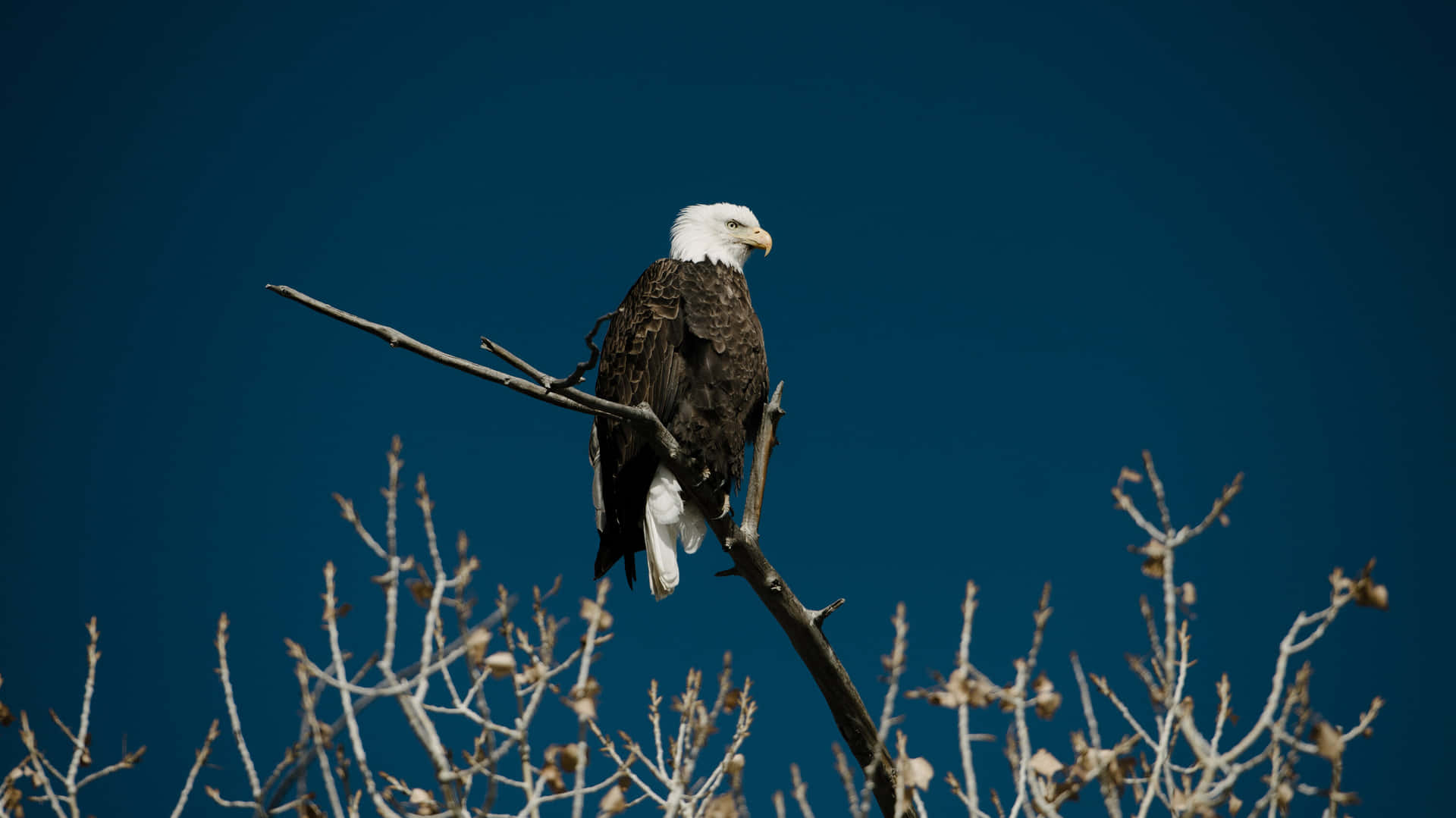Bald Eagle On Branch Pictures