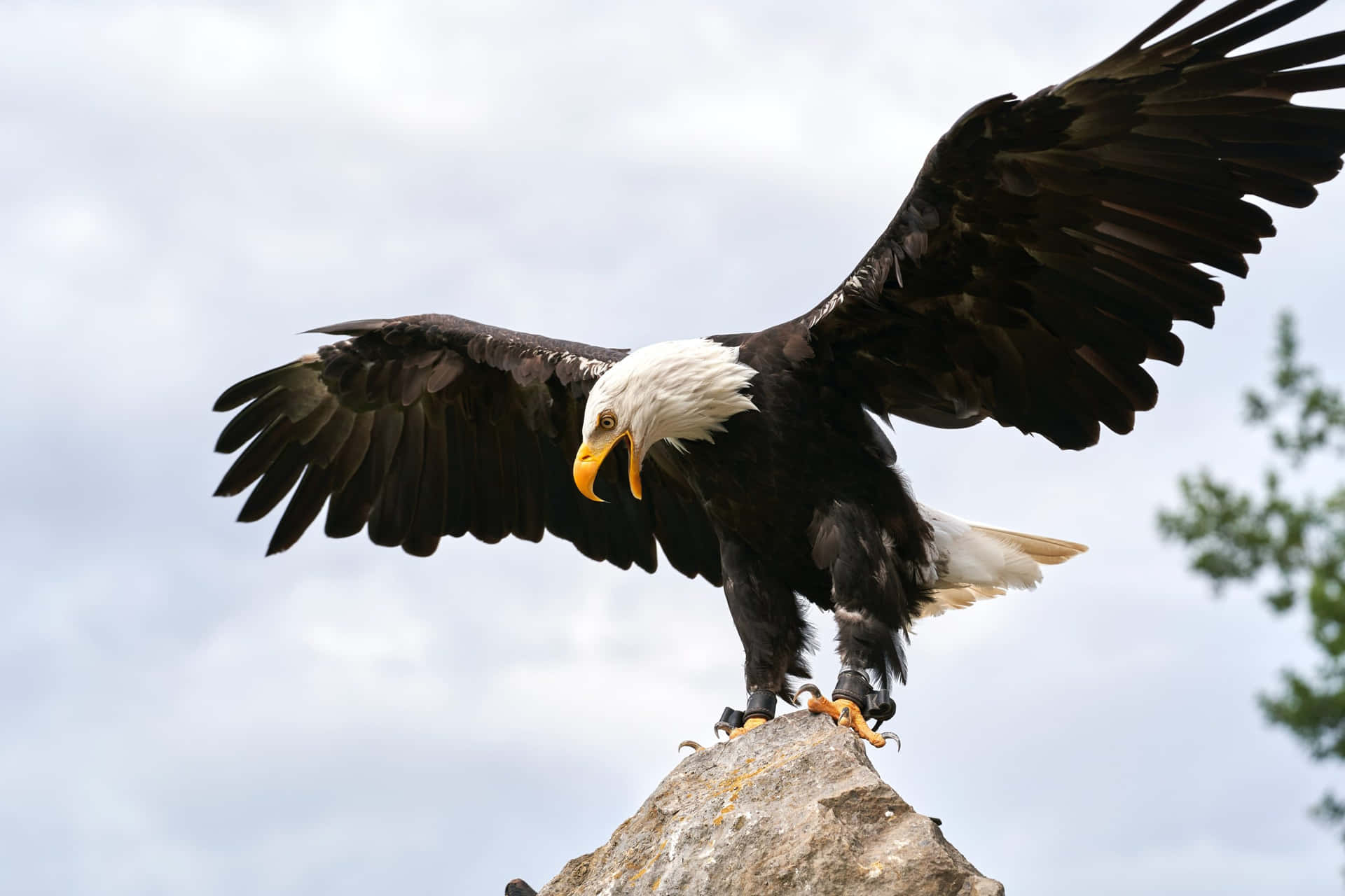 Bald Eagle On Stone Pictures